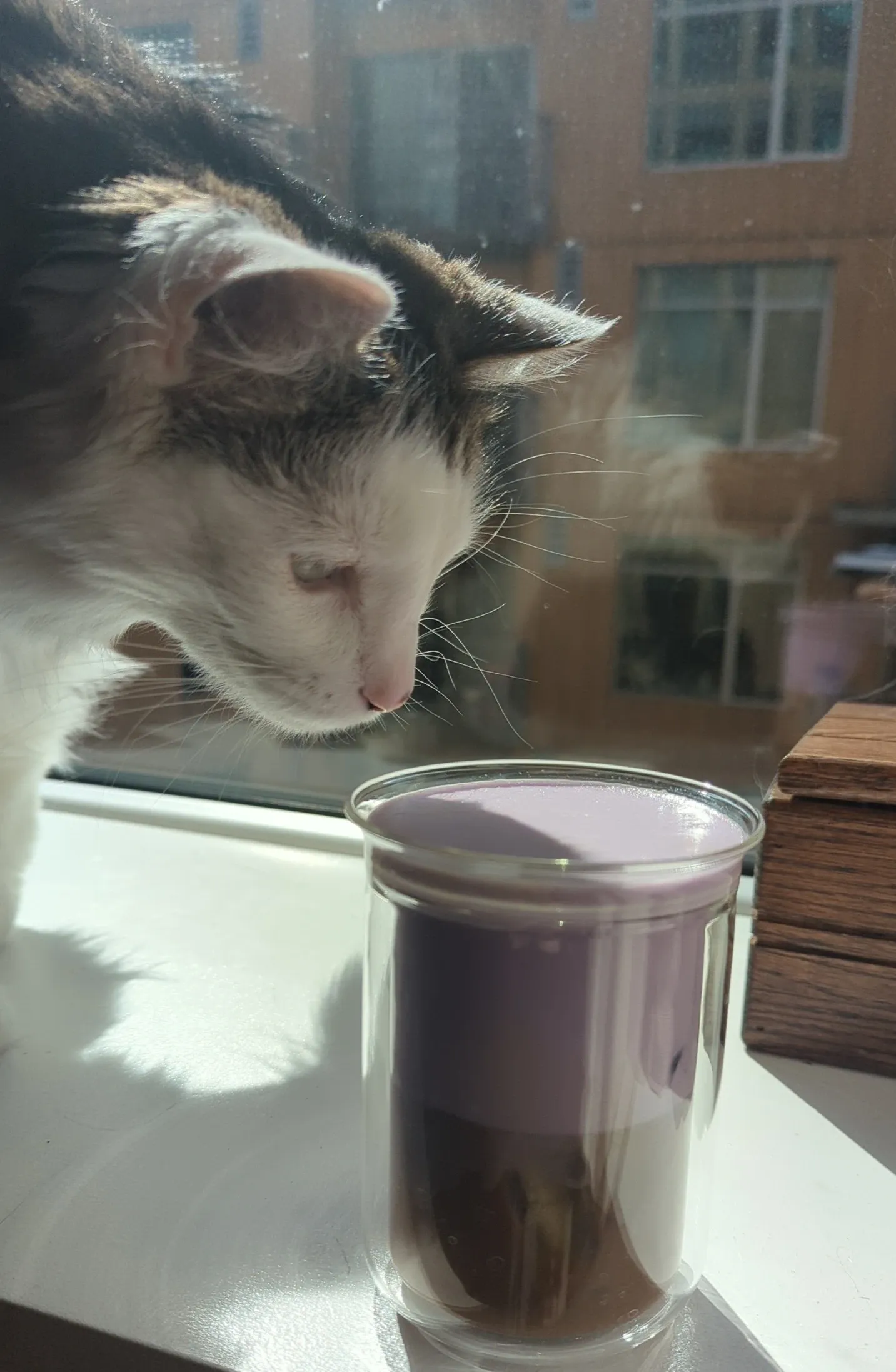 Kat & Koffie